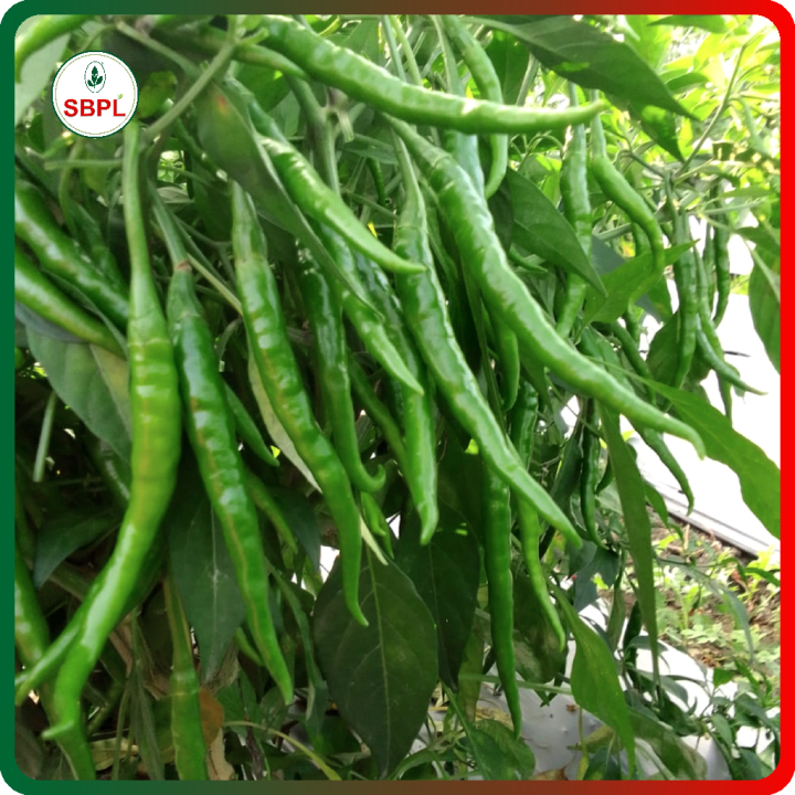 Sagar Utkarshini F1 Hybrid Chilli Seeds – thumb